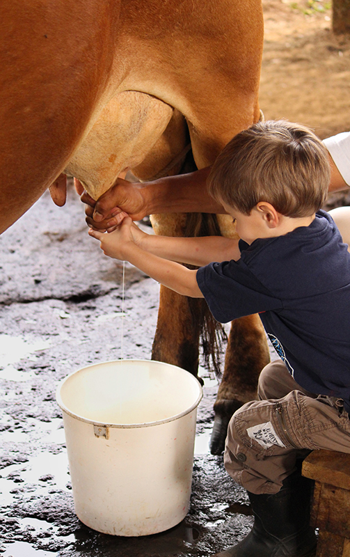 Boy Milking A Cow - La Carolina Lodge